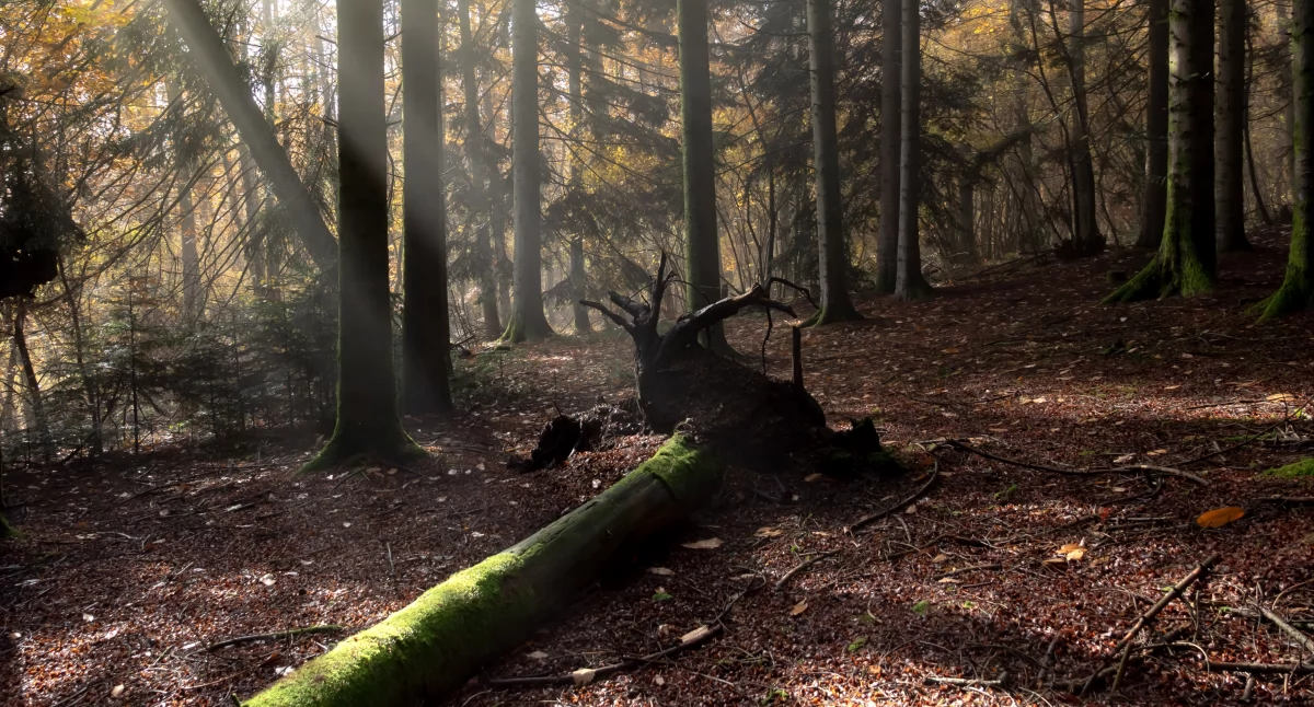 Atrakcje, ciekawostki, Prace leśne Nadleśnictwie Radziwiłłów - zdjęcie, fotografia