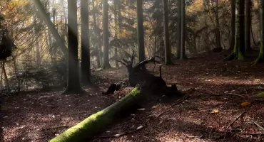 Prace leśne w Nadleśnictwie Radziwiłłów