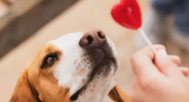 Pomóż zwierzętom z żyrardowskiego schroniska – zostań wolontariuszem!